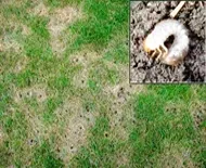 Custom landscape design in Wheeling, IL by Emerald Lawn Care