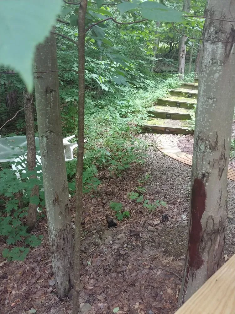 Professional yard cleanup service in East Otto, NY - Emerald Lawn Service Plus
