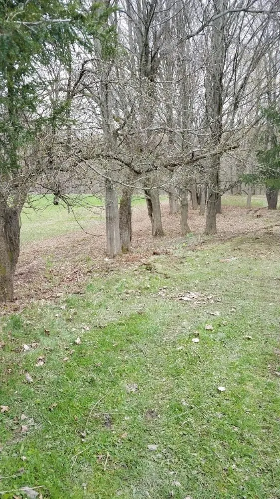 Professional yard maintenance in East Otto, NY by Emerald Lawn Service Plus