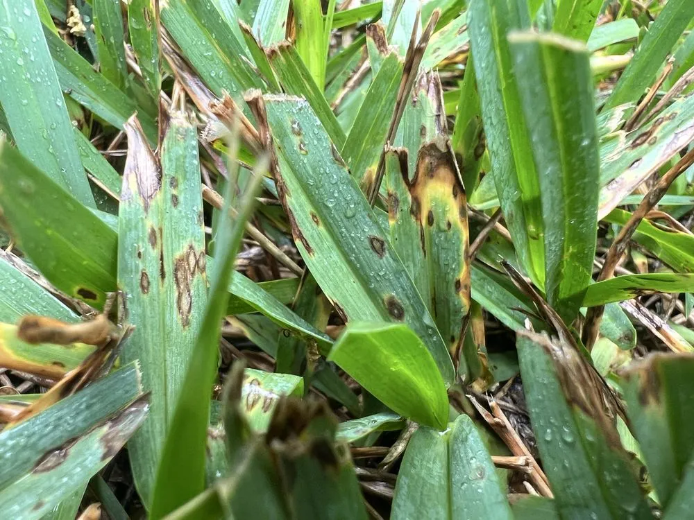 Trusted outdoor landscaping for outdoor upgrades in Katy, TX by Emerald Lawns