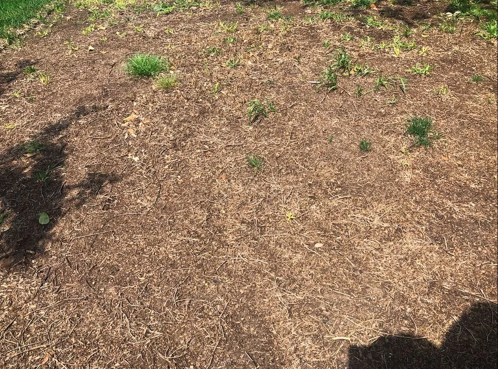 Top-rated lawn mowing service experts serving Round Rock, TX - Emerald Lawns