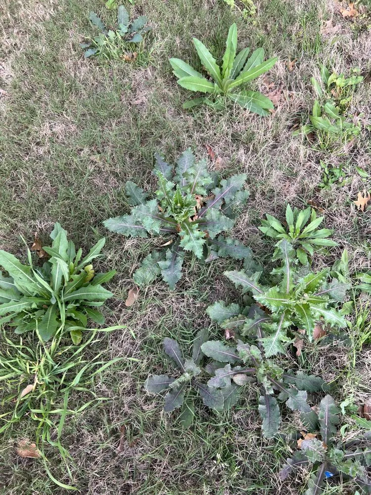 Professional residential landscaping for residential properties across Round Rock, TX - Emerald Lawns