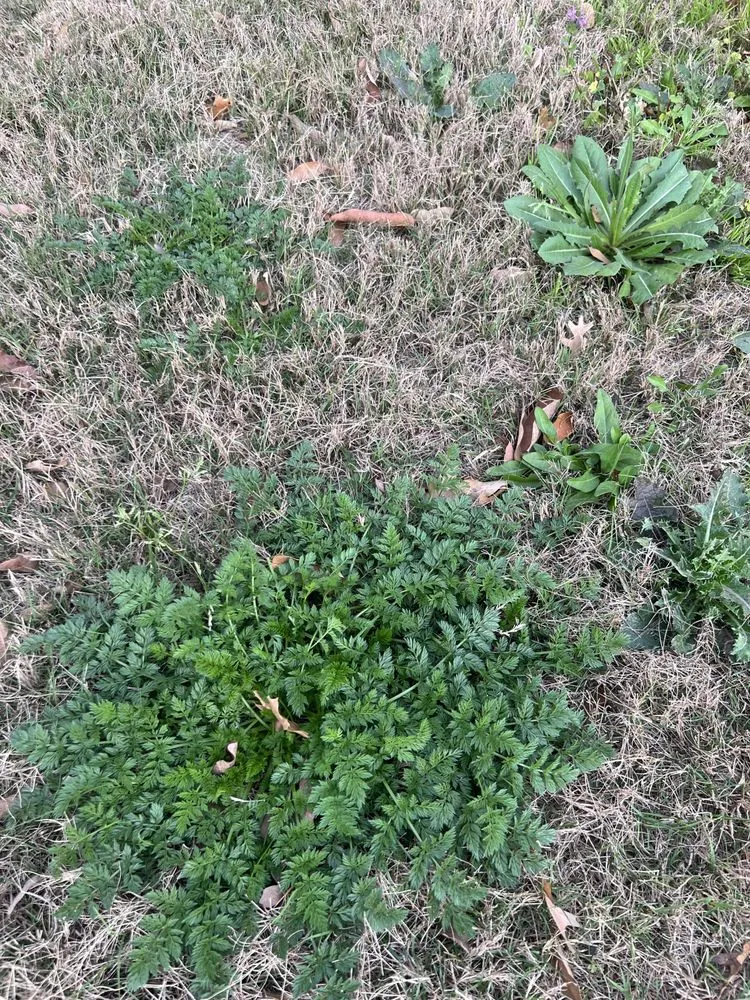 Local landscaping services in Round Rock, TX - Emerald Lawns