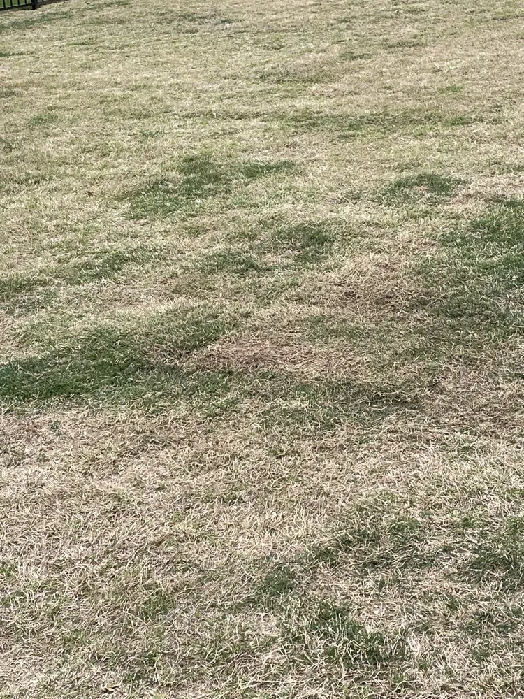 Reliable yard cleanup service for outdoor upgrades in Round Rock, TX by Emerald Lawns