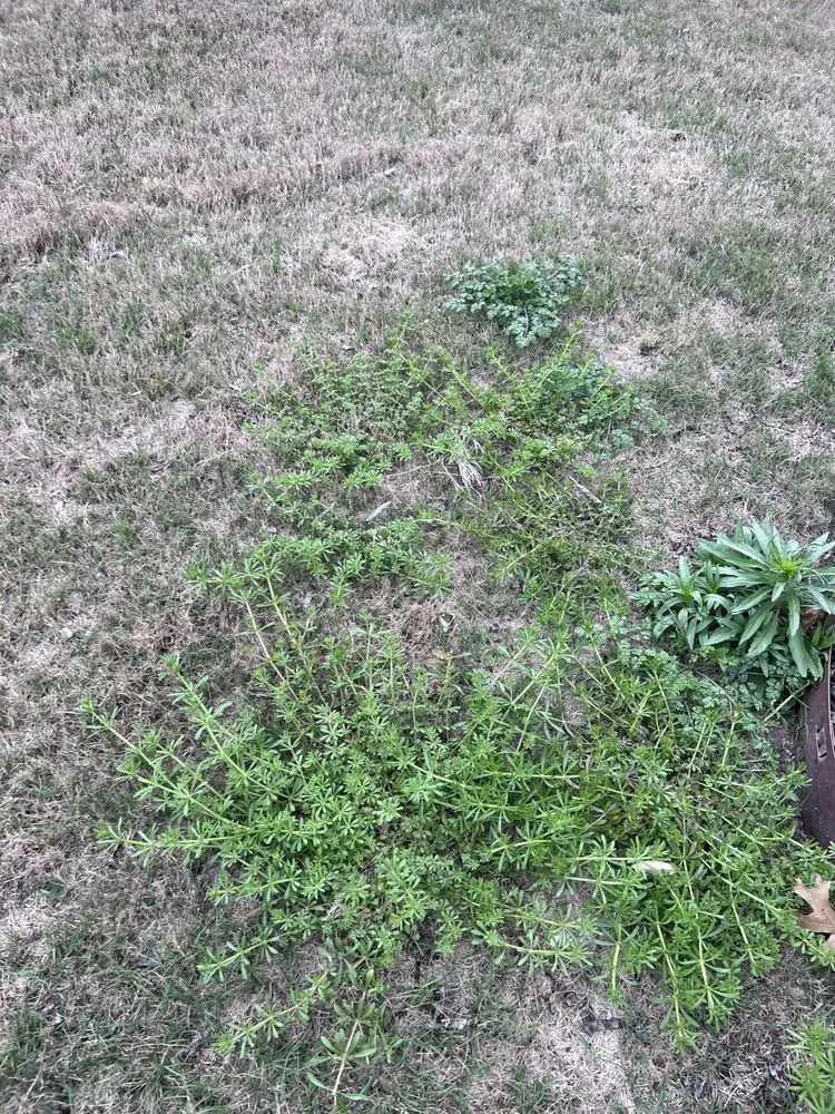 Custom garden landscaping in Round Rock, TX - Emerald Lawns