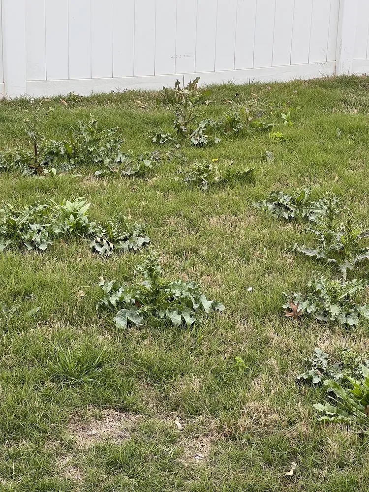 Local lawn care service in Round Rock, TX - Emerald Lawns