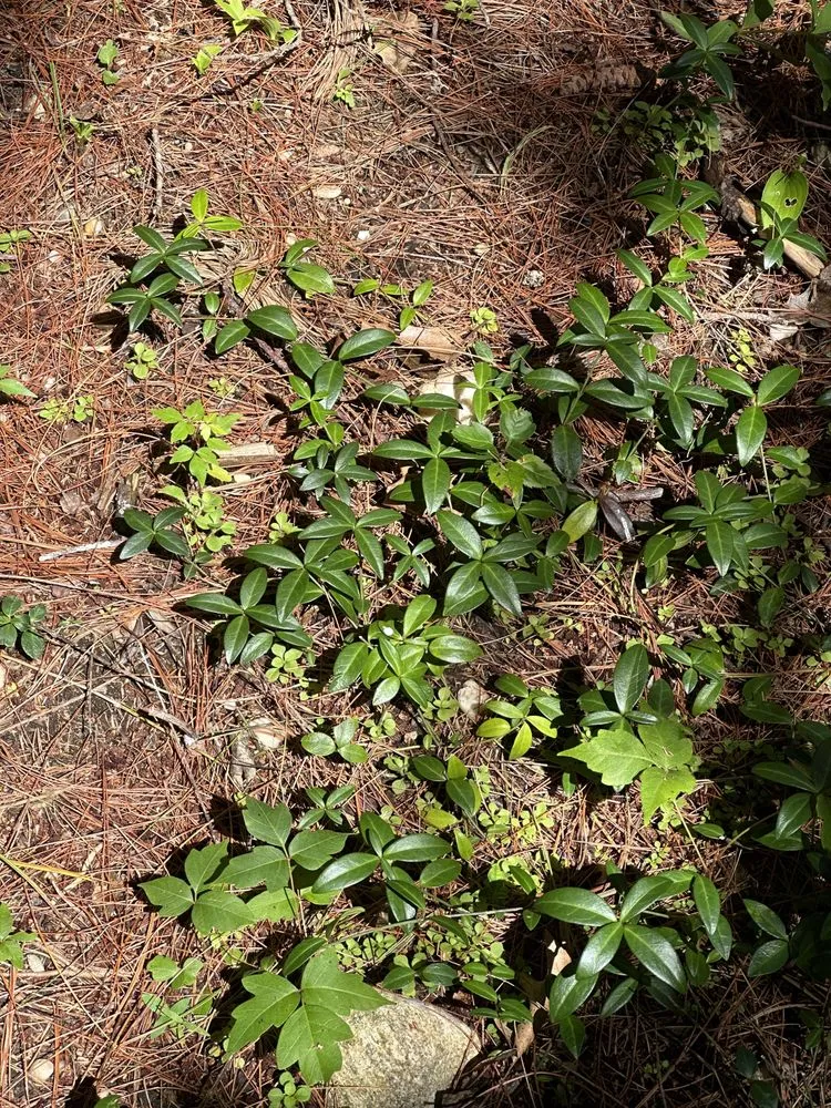 Custom lawn care service in Holtsville, NY - Emerald Magic Lawn Care