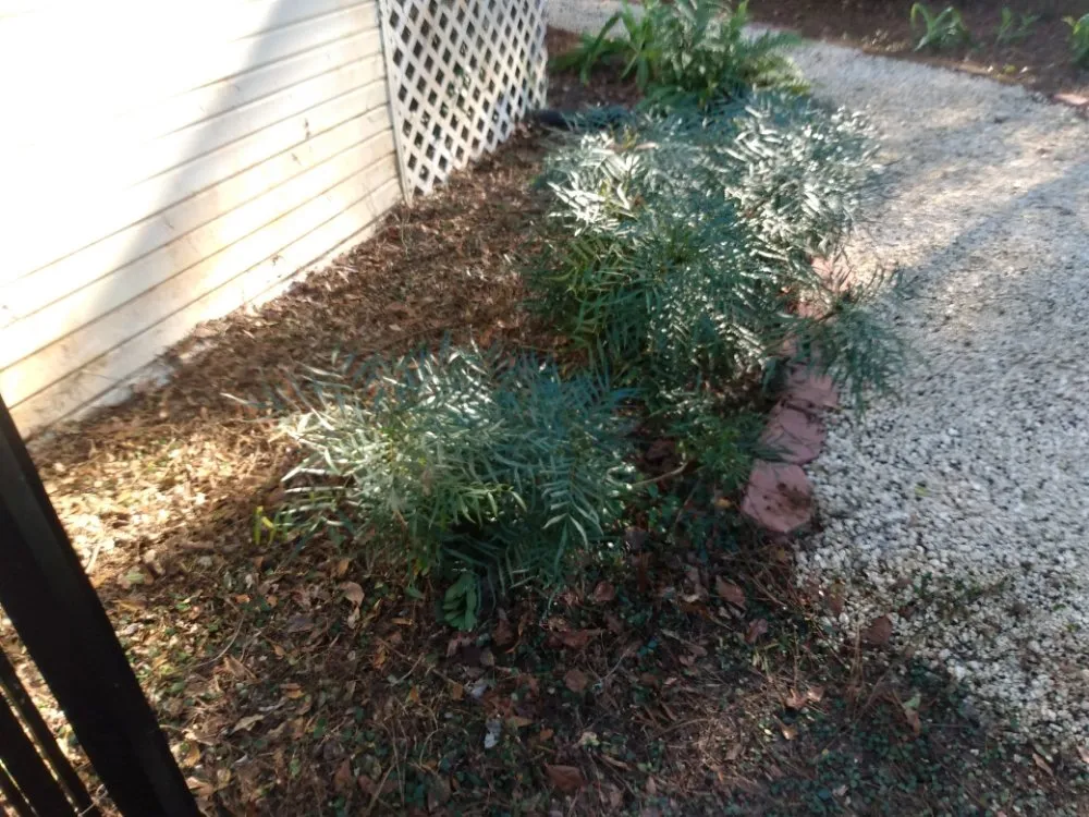 Top-rated landscape design for homes in Daphne, AL by Emerald Properties