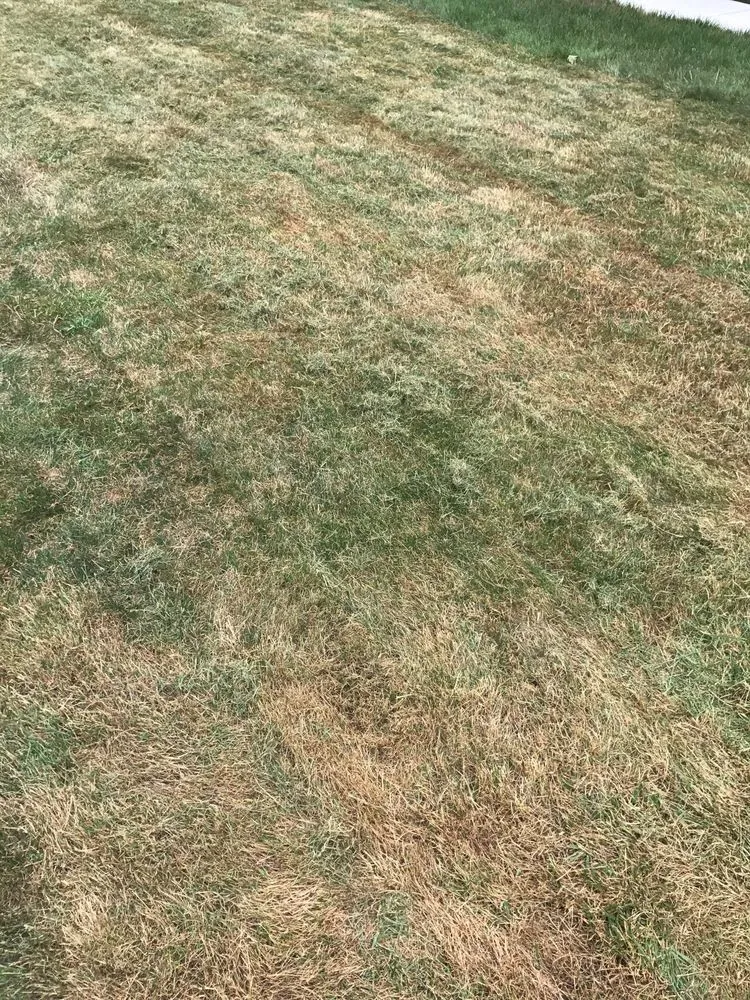 Affordable residential landscaping in Romulus, MI by Emerald Rich Lawns