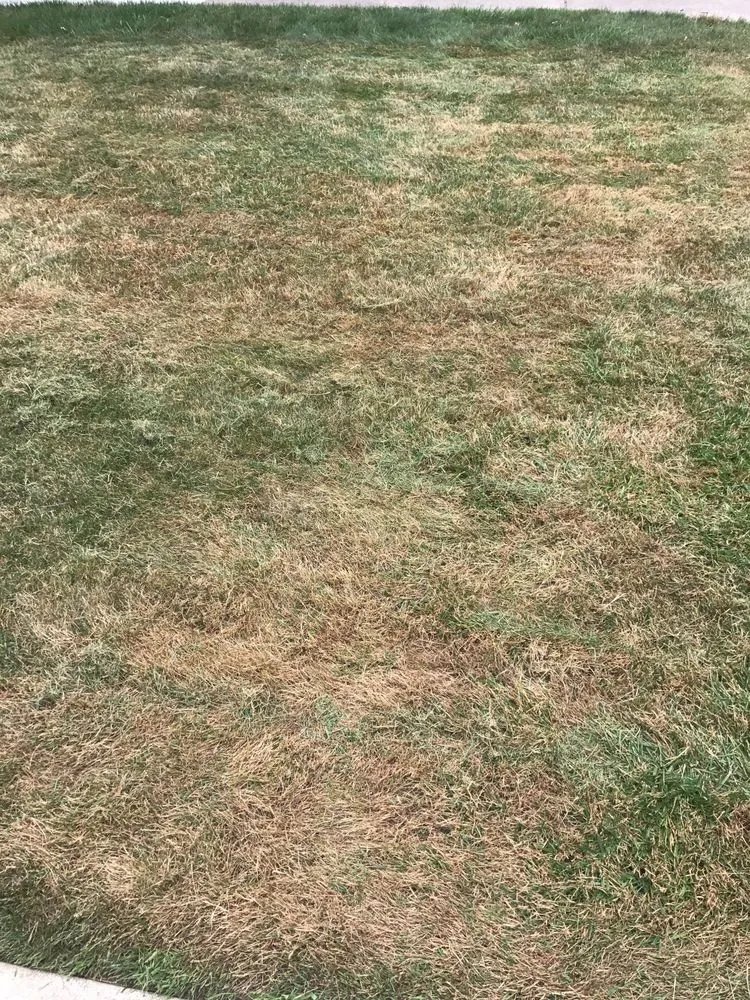 Professional yard maintenance for residential properties across Romulus, MI - Emerald Rich Lawns