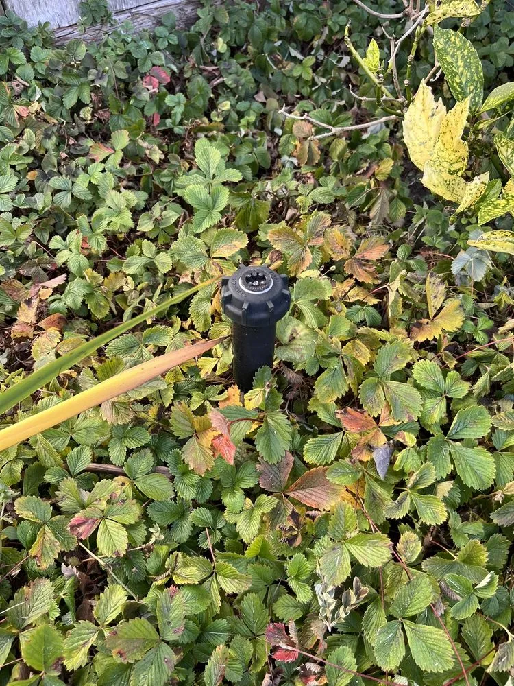 Reliable landscape design in Eureka, CA - Emerald Roots Landscaping