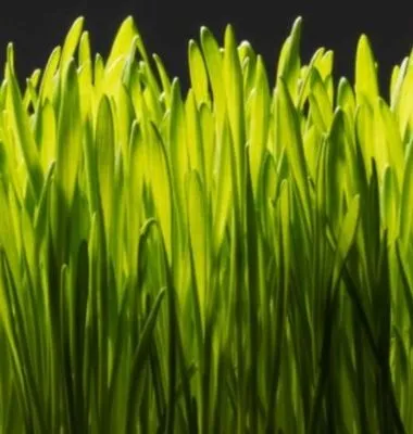 Emerald Terrace Landscaping Logo