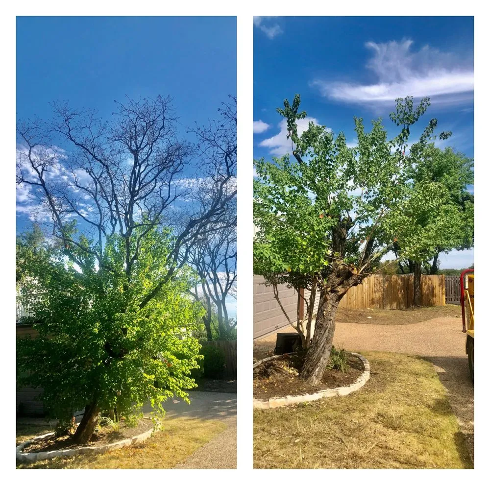 Affordable lawn mowing service in Austin, TX - Emerald Tree Care and Garden