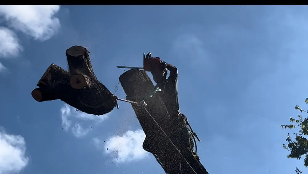 Reliable landscape design for residential properties across Austin, TX - Emerald Tree Care and Garden