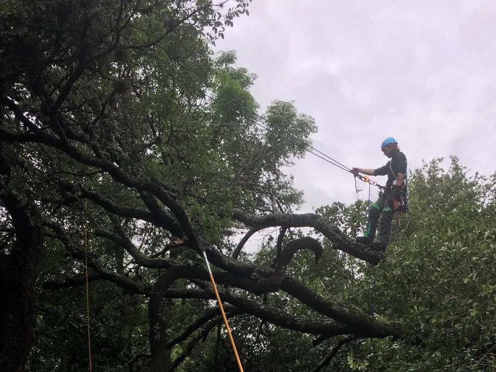 Professional lawn mowing service in Austin, TX - Emerald Tree Care and Garden