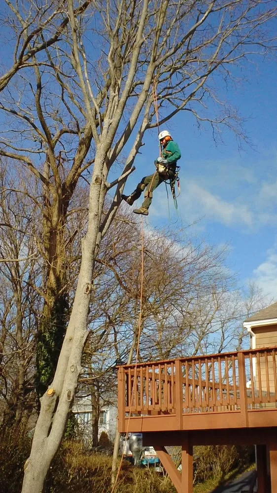 Reliable yard maintenance experts serving Bartlett, NH - Emerald Tree Experts