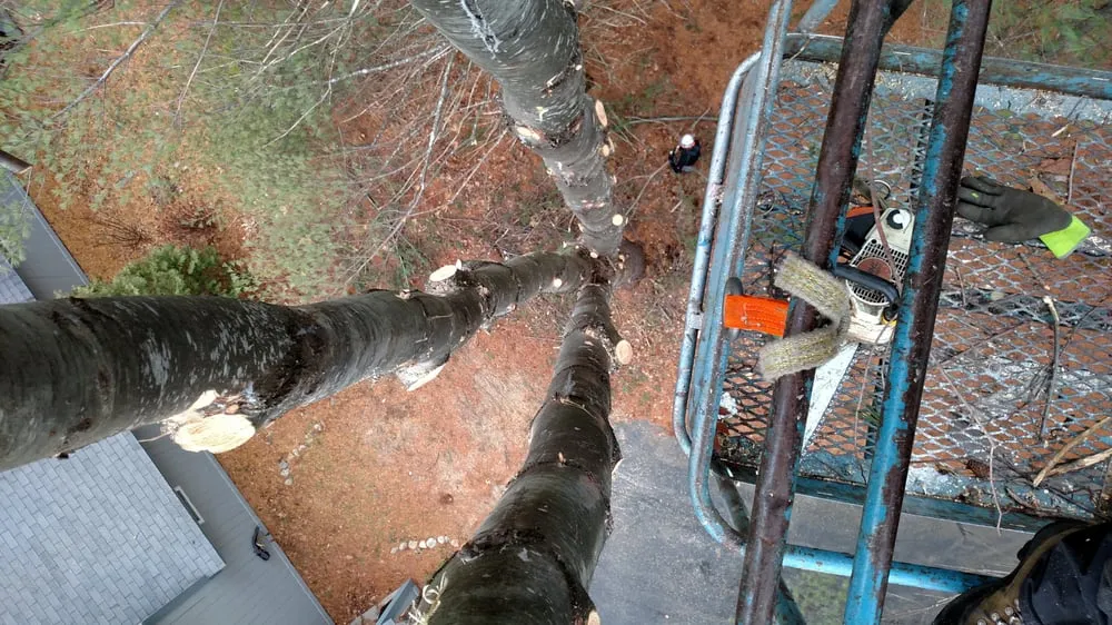 Top-rated garden landscaping in Bartlett, NH - Emerald Tree Experts