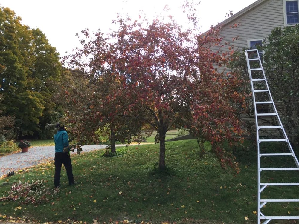 Affordable landscape design in Bartlett, NH - Emerald Tree Experts