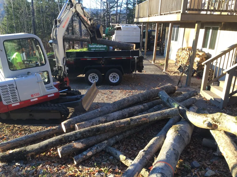 Expert yard cleanup service experts serving Bartlett, NH - Emerald Tree Experts