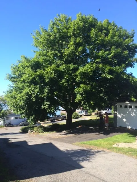 Professional garden landscaping for outdoor upgrades across Bartlett, NH - Emerald Tree Experts