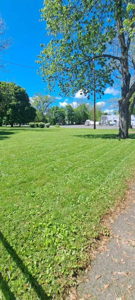 Expert yard cleanup service in Elmira, NY - Emerald Trimming Service