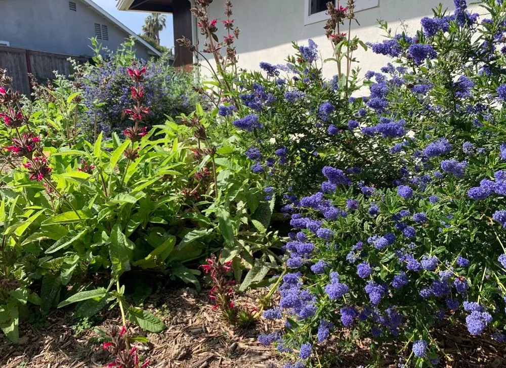 Trusted landscape design with custom design across Anaheim, CA - Emerge Landscape