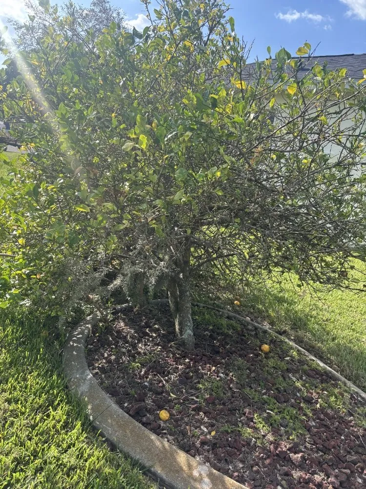 Trusted outdoor landscaping in Palmetto, FL by Emerson Property Services