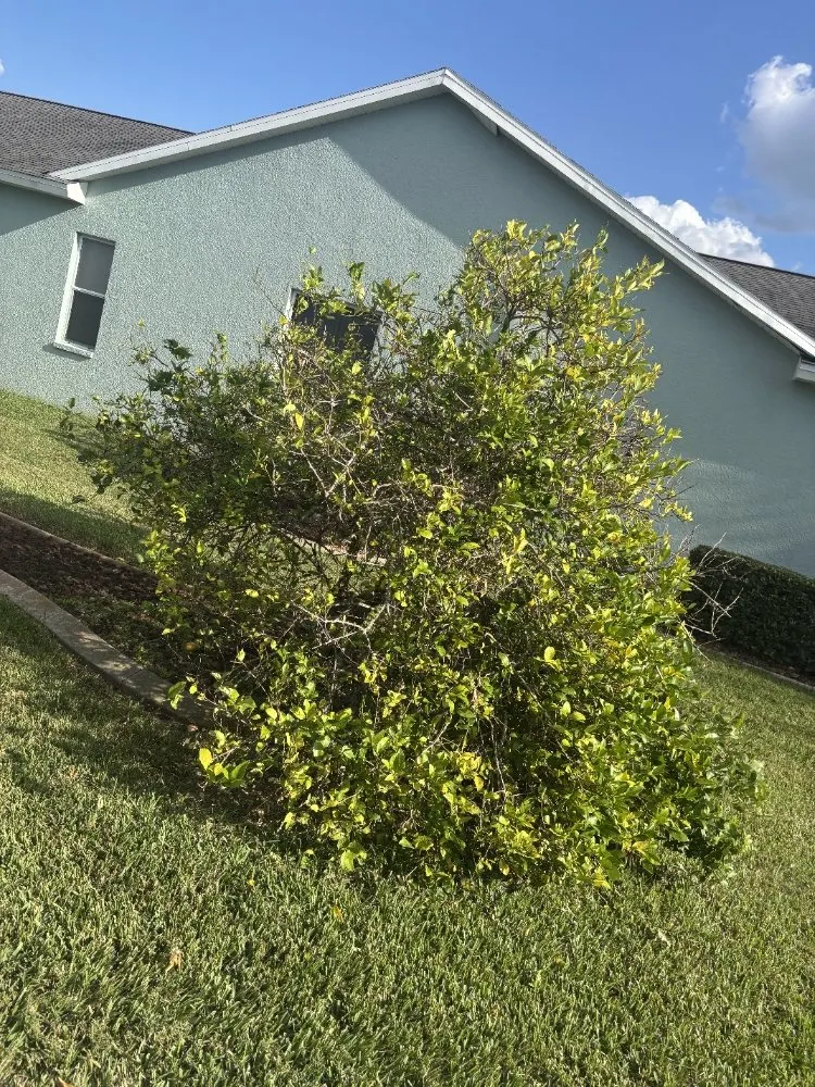 Local residential landscaping in Palmetto, FL - Emerson Property Services
