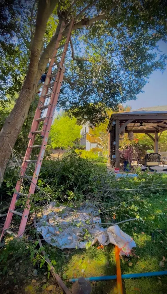 Local lawn care service experts serving Gilroy, CA - EMG Construction Landscaping