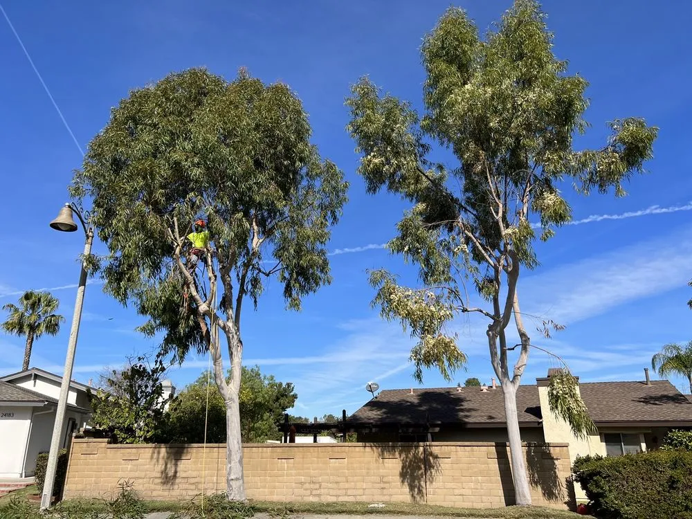 Expert lawn care service in Westminster, CA - Emilio Saldivar Landscape Expert Tree Care Responsible Service