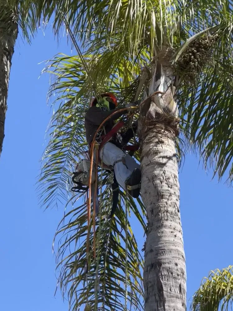 Custom lawn mowing service in Westminster, CA by Emilio Saldivar Landscape Expert Tree Care Responsible Service