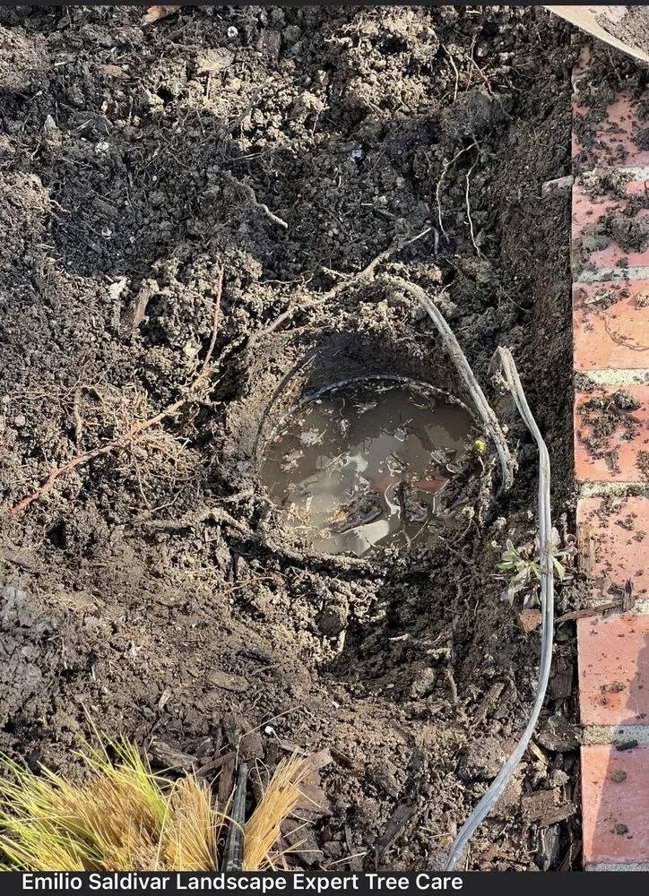 Reliable outdoor landscaping in Westminster, CA - Emilio Saldivar Landscape Expert Tree Care Responsible Service