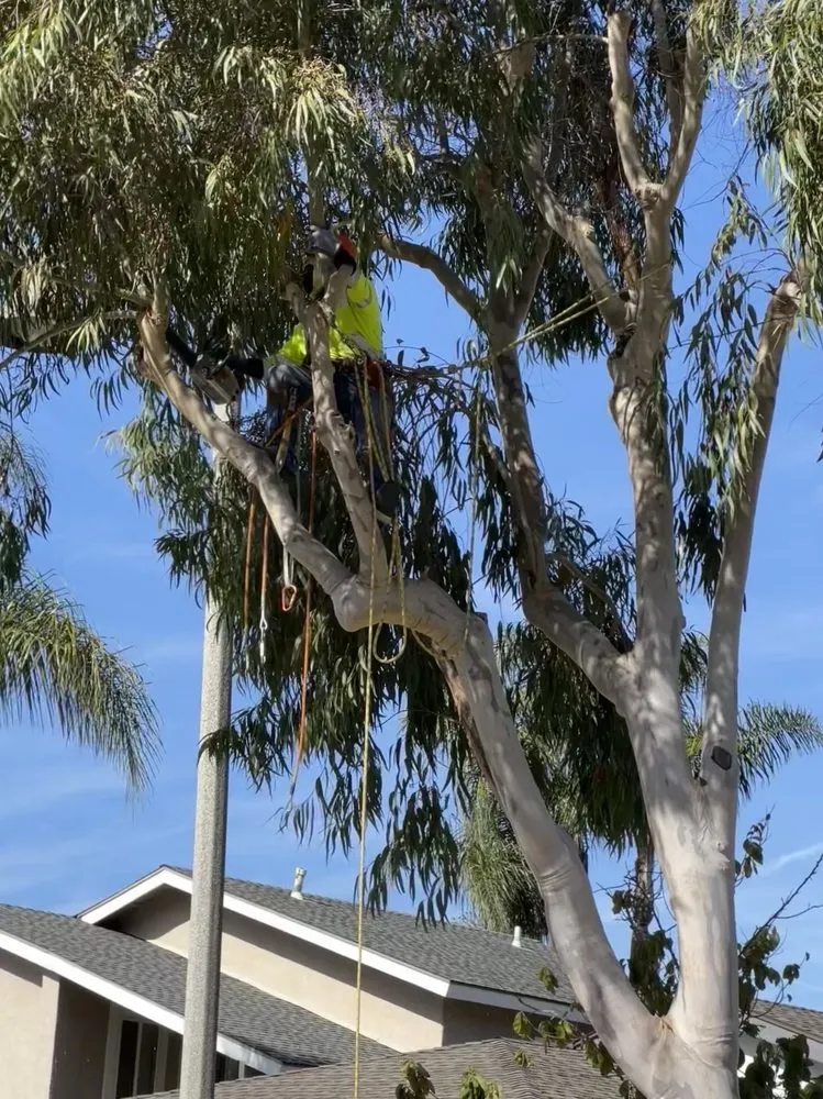 Trusted lawn mowing service experts serving Westminster, CA - Emilio Saldivar Landscape Expert Tree Care Responsible Service