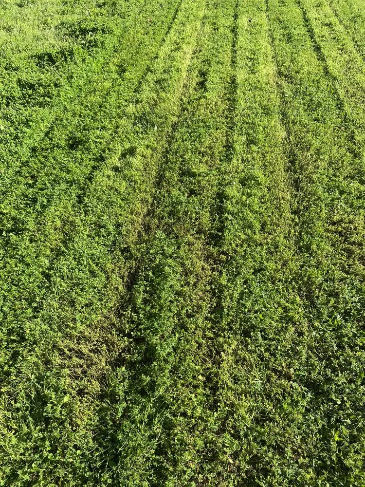 Affordable lawn care service in Dallas, TX by Emilio’s Landscaping