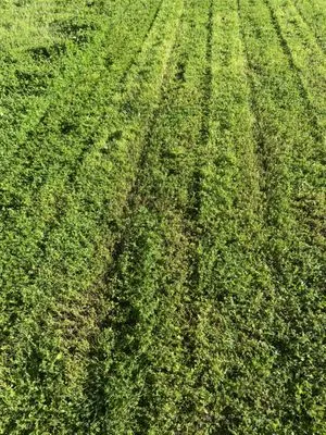 Emilio’s Landscaping Logo