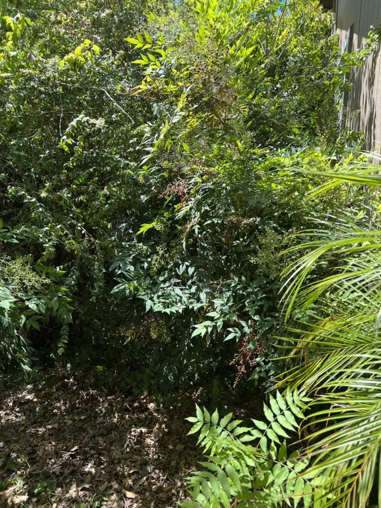 Local lawn care service in Palo Cedro, CA by Emilio’s Yard Maintenance