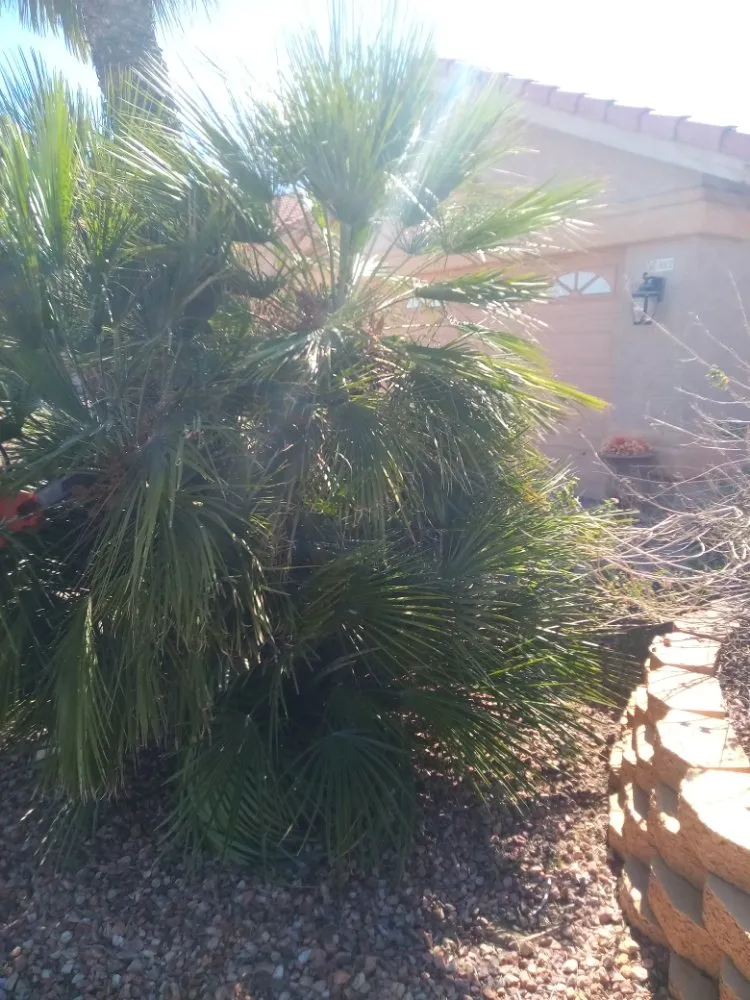 Affordable outdoor landscaping with custom design in Phoenix, AZ by Emily's Landscaping
