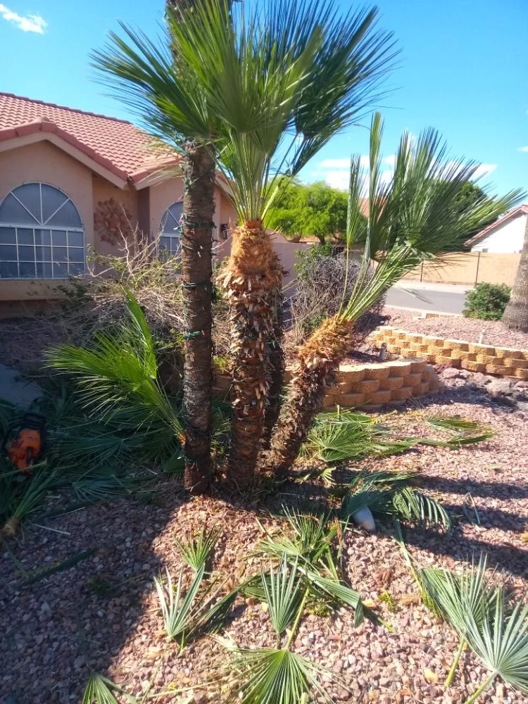 Custom yard maintenance in Phoenix, AZ by Emily's Landscaping