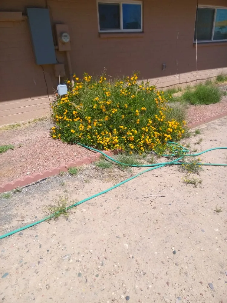 Expert yard maintenance in Phoenix, AZ by Emily's Landscaping