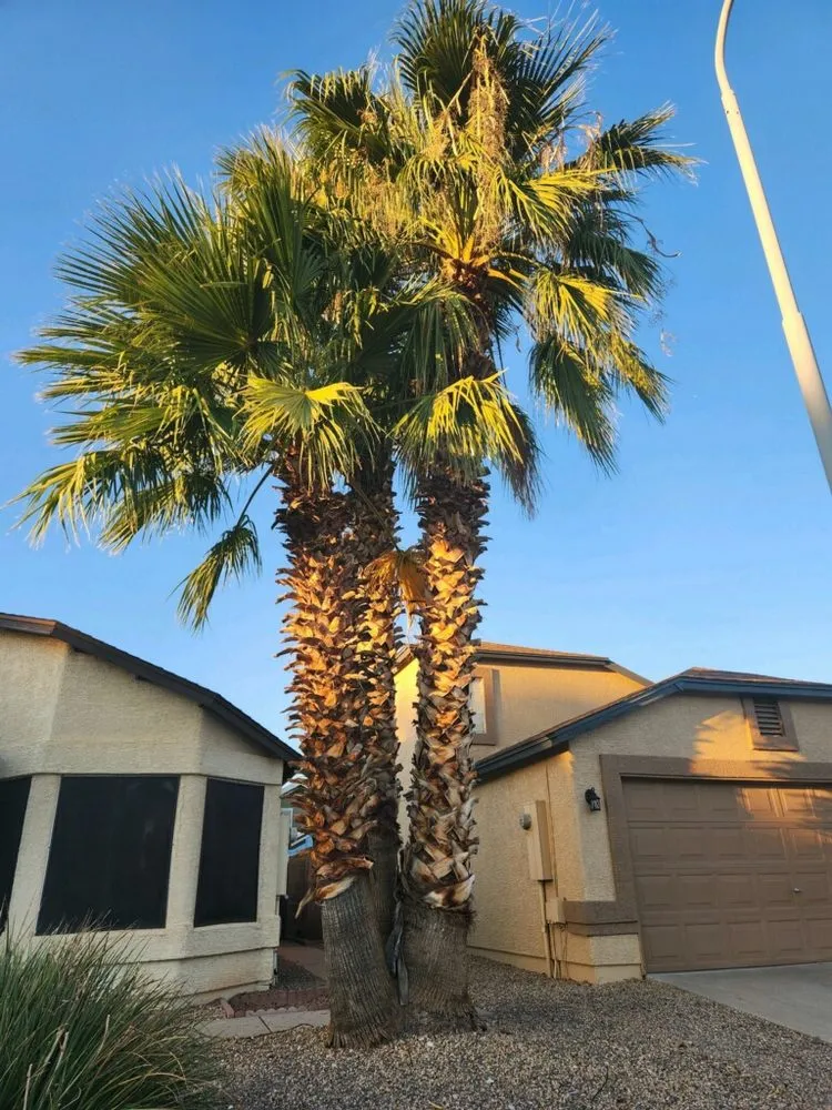 Expert landscape installation in Phoenix, AZ by Emily's Landscaping