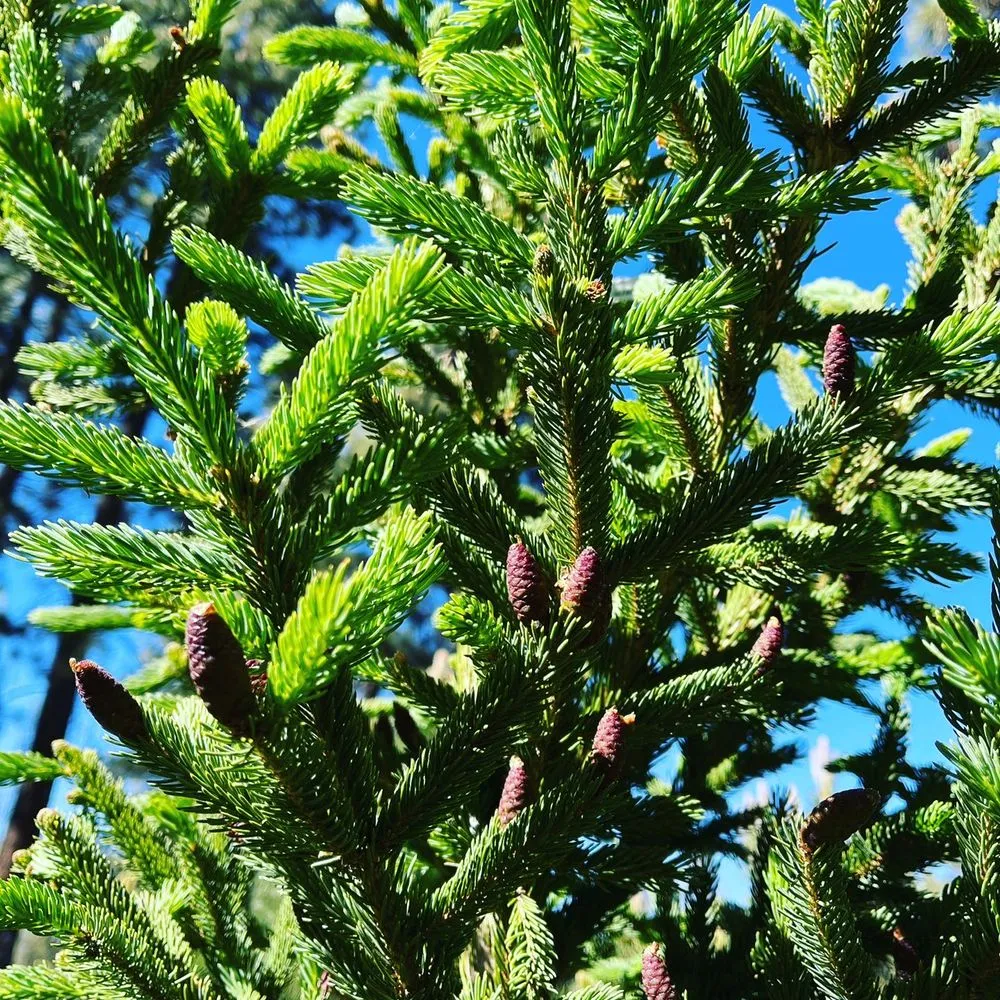 Top-rated residential landscaping experts serving Big Bear Lake, CA - Emingers Mountain Nursery