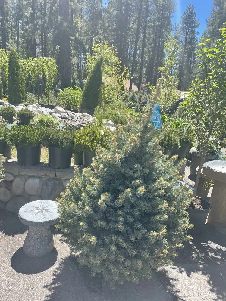 Professional lawn care service experts serving Big Bear Lake, CA - Emingers Mountain Nursery