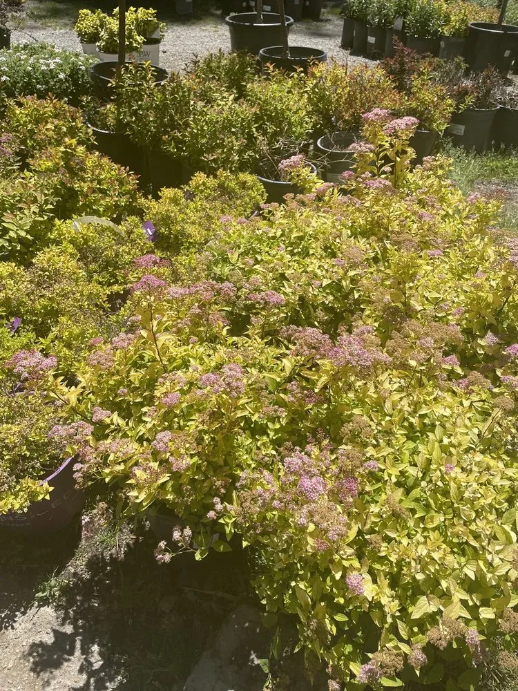 Custom outdoor landscaping in Big Bear Lake, CA by Emingers Mountain Nursery