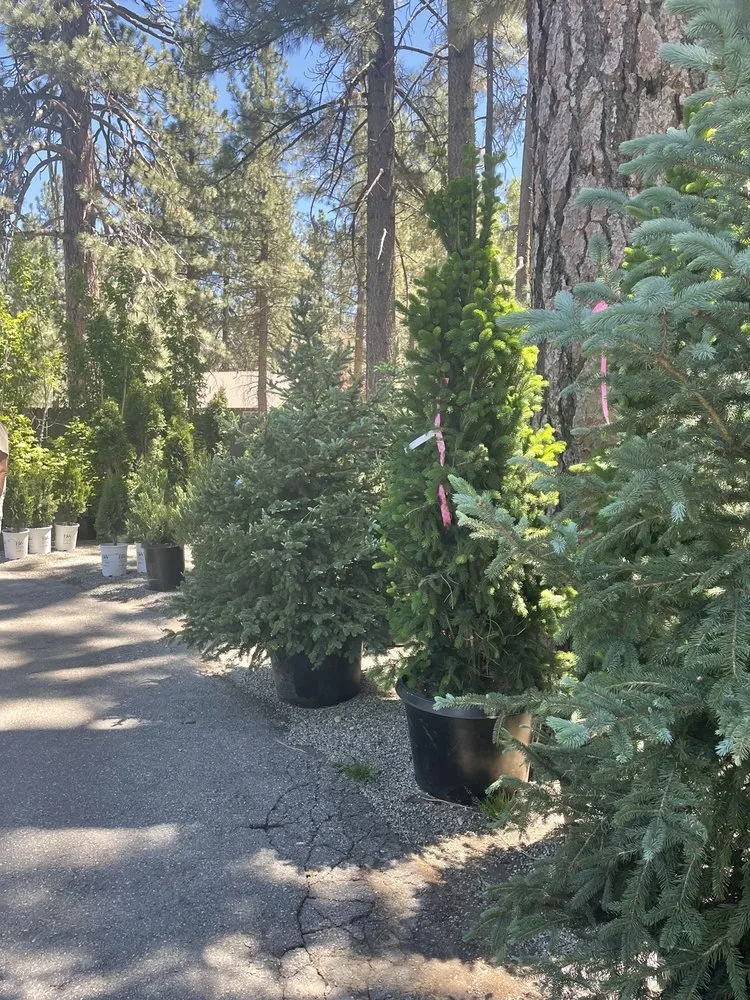 Top-rated lawn mowing service for outdoor upgrades in Big Bear Lake, CA by Emingers Mountain Nursery