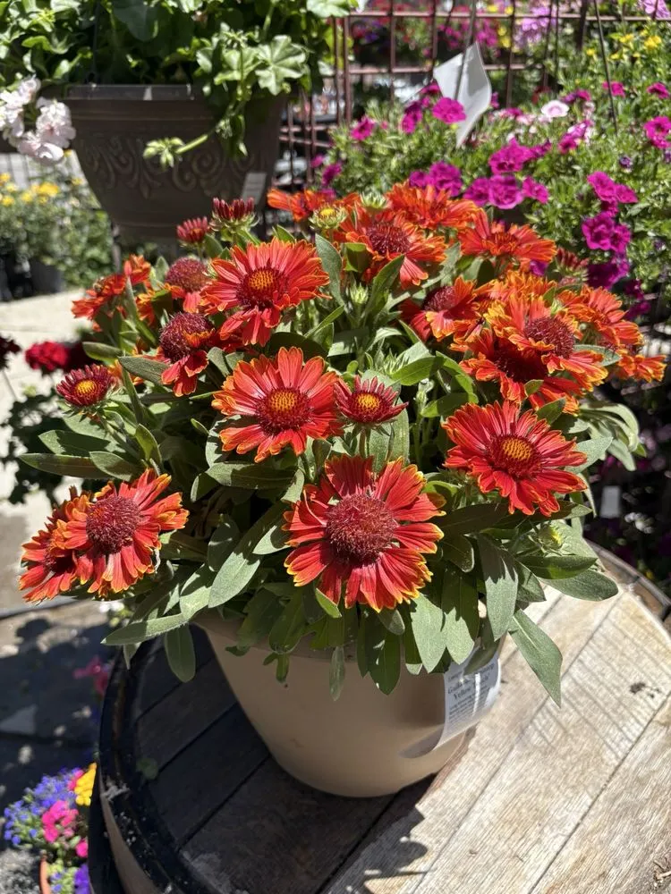 Local landscaping services in Big Bear Lake, CA - Emingers Mountain Nursery