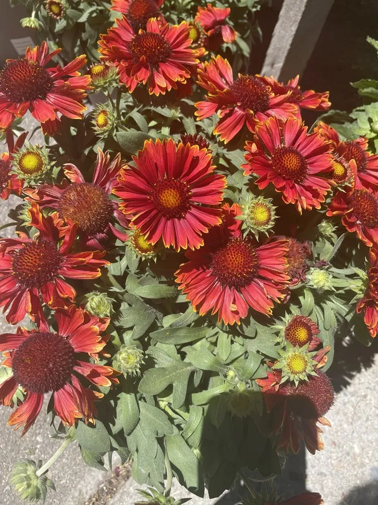 Professional lawn mowing service for residential properties in Big Bear Lake, CA by Emingers Mountain Nursery