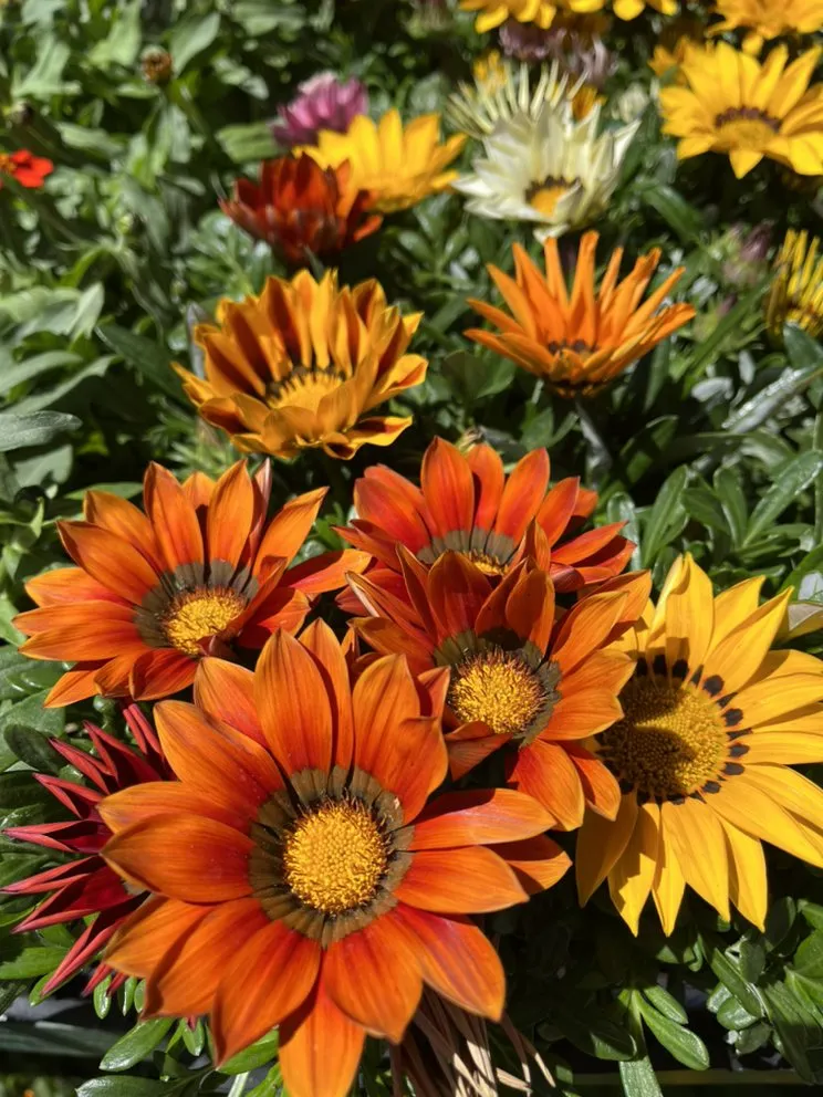 Local lawn care service for homes across Big Bear Lake, CA - Emingers Mountain Nursery