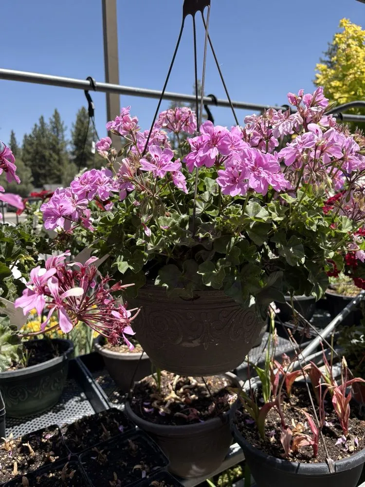 Expert landscaping services experts serving Big Bear Lake, CA - Emingers Mountain Nursery