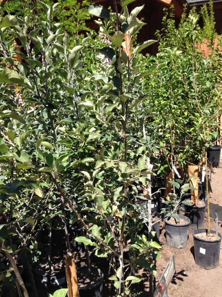 Professional landscaping services for homes across Big Bear Lake, CA - Emingers Mountain Nursery