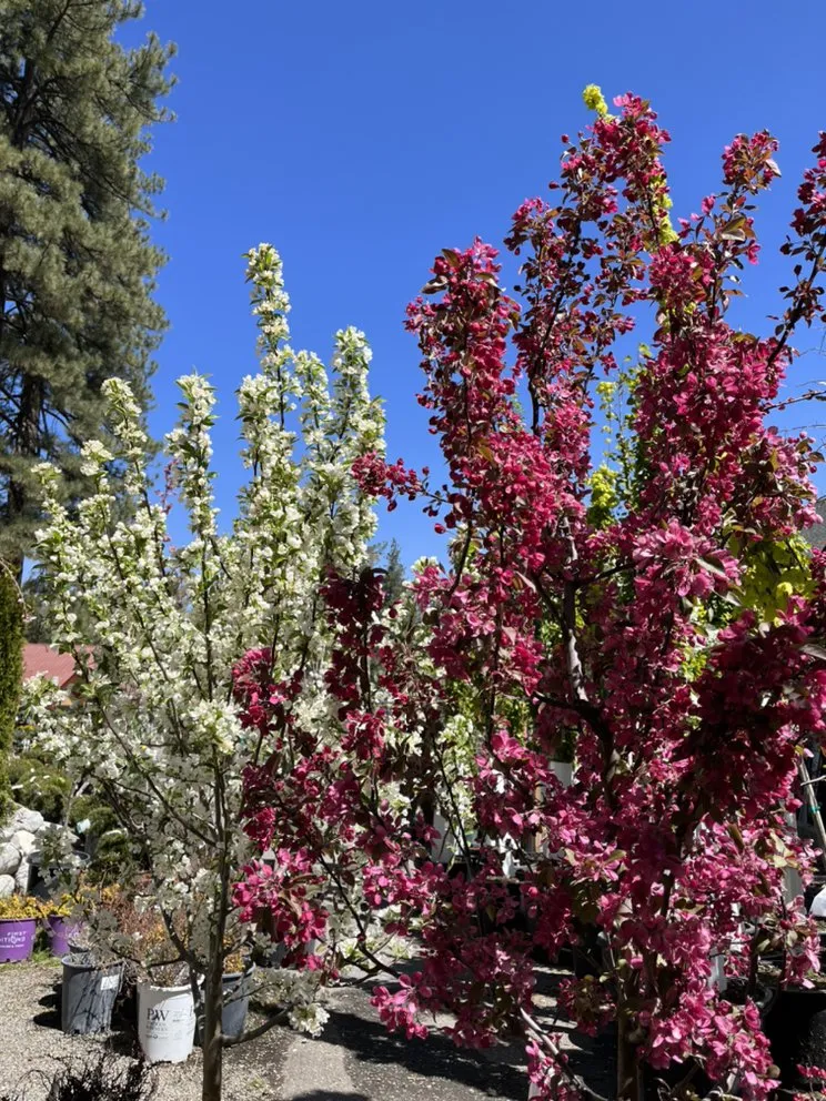 Reliable lawn care service in Big Bear Lake, CA by Emingers Mountain Nursery